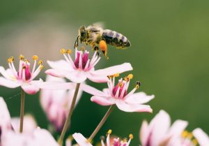 Lees meer over het artikel Samen leren verduurzamen: ontmoetingsbijeenkomst duurzaamheid